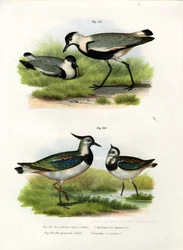 Spornkiebitz, 1864